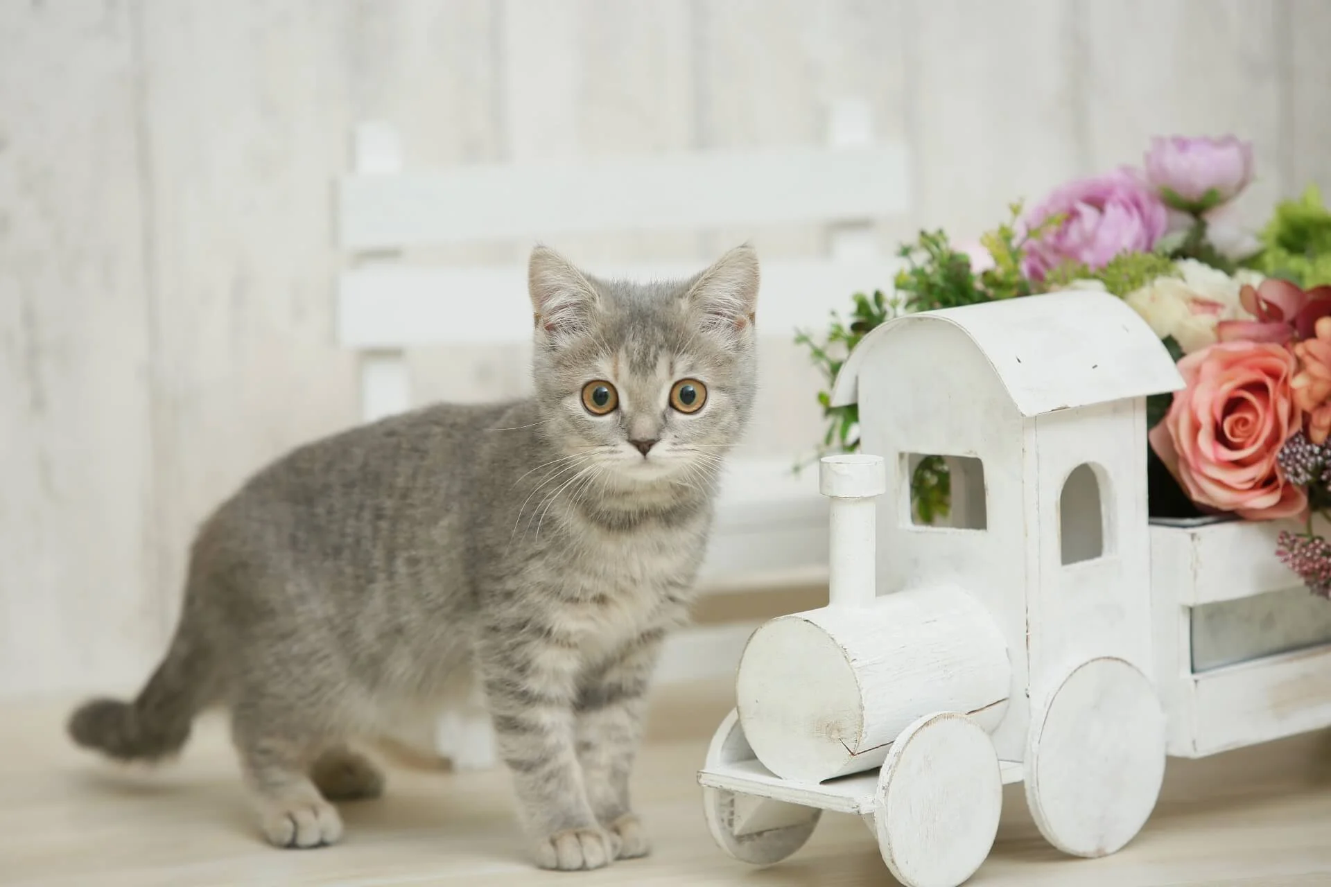 ブリティッシュショートヘアの子猫一覧 | ペットショップ 犬の家&猫の ...